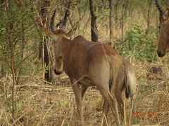 Alcelaphus buselaphus major
