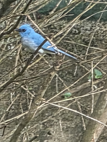 African Blue Flycatcher