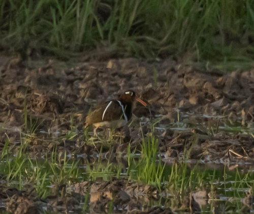 iNaturalist: (c) furusiya, some rights reserved (CC BY-NC), uploaded by furusiya iNaturalist image