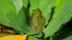 Hyperolius argus