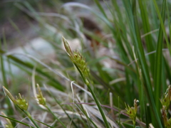 Carex tonsa rugosperma