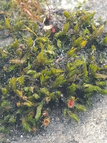 Schistidium apocarpum observed 2026-06-05