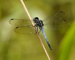 Cannaphila
