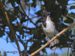 Sakesphoroides cristatus
