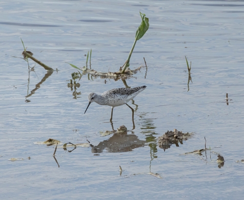 iNaturalist image
