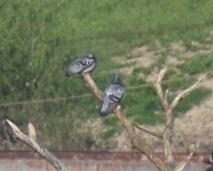 Columba livia domestica