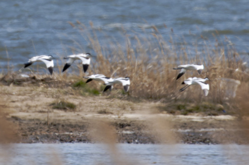 iNaturalist image