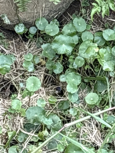 Whorled Pennywort