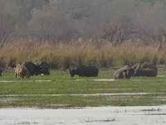 Syncerus caffer brachyceros