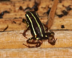 Epipedobates anthonyi