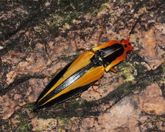 Semiotus affinis