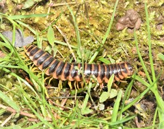 Appalachioria separanda