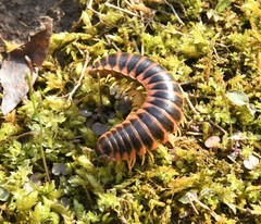 Appalachioria separanda