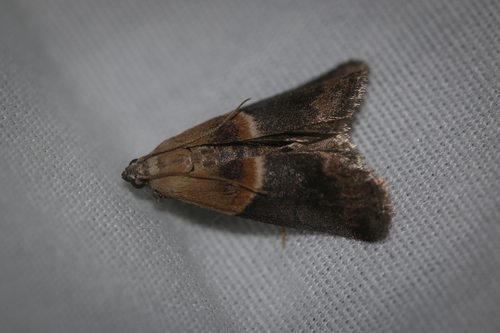 Walnut Shoot and Hickory Leafstem Borer Moths and Allies photo 2