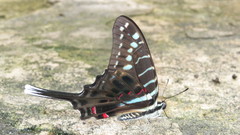 Graphium colonna