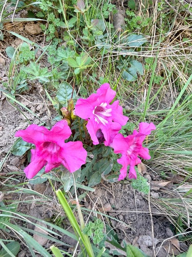 Dwarf Trumpet-flower