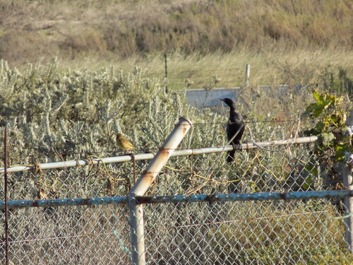 iNaturalist: (c) twankie4, some rights reserved (CC BY-NC) iNaturalist image