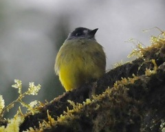 Myiotriccus ornatus