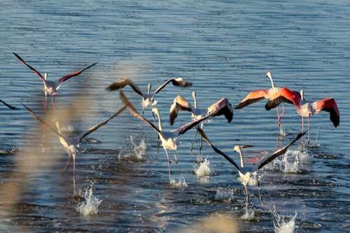 iNaturalist: (c) Tim Punsch, some rights reserved (CC BY-NC), uploaded by Tim Punsch iNaturalist image