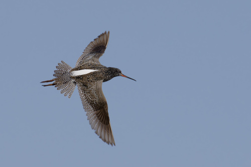 iNaturalist image