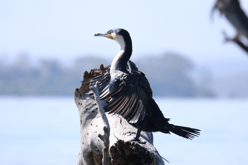 iNaturalist: (c) atieno345, some rights reserved (CC BY-NC) iNaturalist image