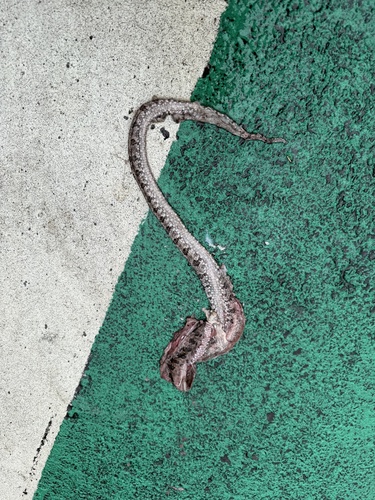 Brown spotted pitviper