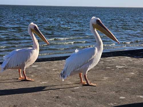 iNaturalist image