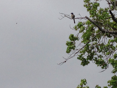 Aphelocoma californica