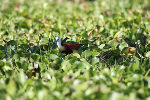 iNaturalist image