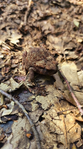 European Toad