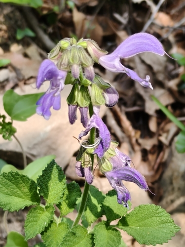 Red sage