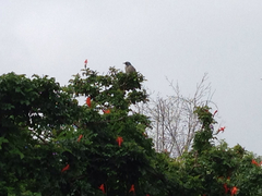 Aphelocoma californica