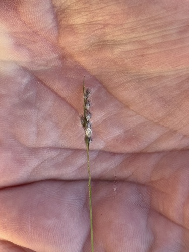 Digitaria brownii observed 2026-06-05