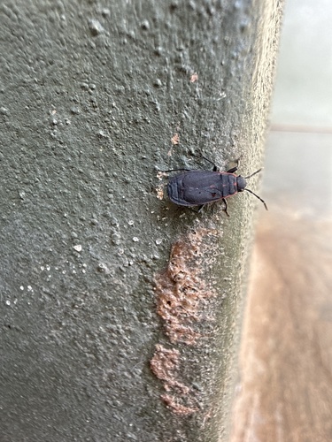 Redtrim Bug