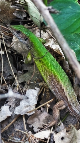 Green Lizard