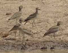 Burhinus senegalensis