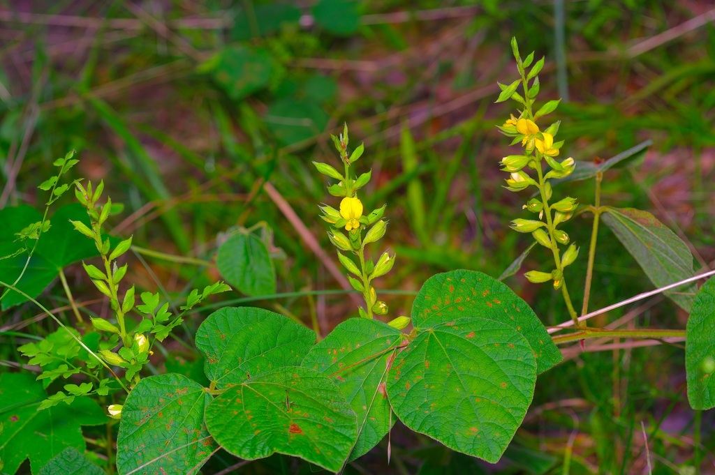 Rhynchosia latifolia; photograph (c) Michelle W. (鍾偉瑋), some rights reserved (CC BY)