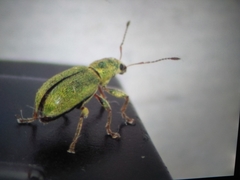 Pachyrhinus lethierryi