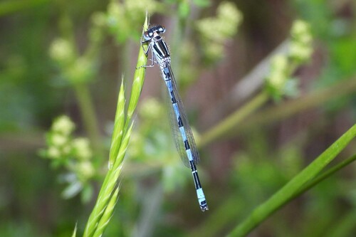 Southern Damselfly