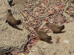 Ptilopachus petrosus