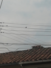 Aves