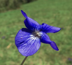 Viola adunca adunca