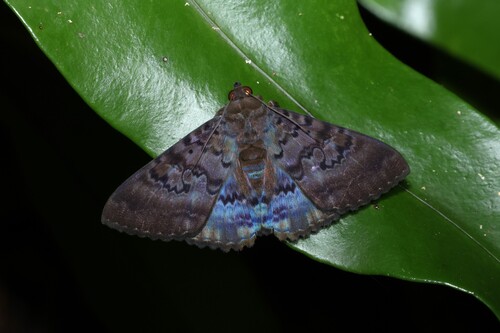 Sericia observed 2026-05-30