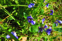 Viola adunca adunca