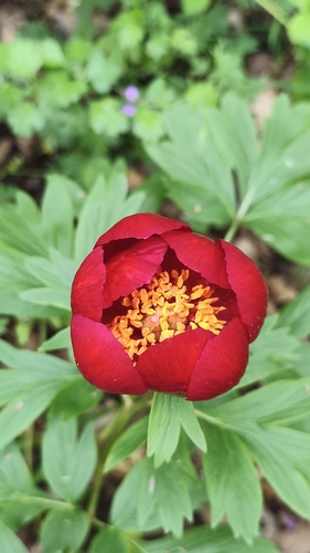 Balkan Peony