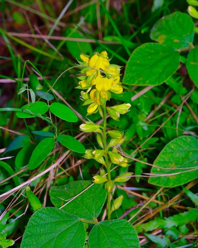 Rhynchosia latifolia, photograph 2