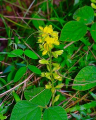 (c) Michelle W. (鍾偉瑋), some rights reserved (CC BY) Rhynchosia latifolia, photograph (c) Michelle W. (鍾偉瑋), some rights reserved (CC BY)