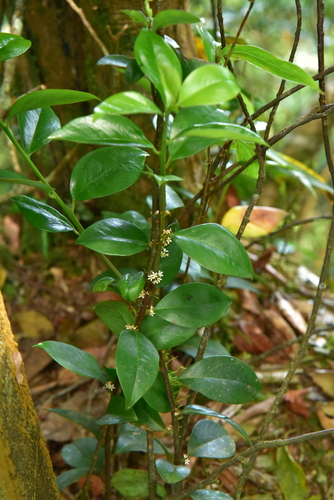 Myrsine stolonifera observed 2026-06-04