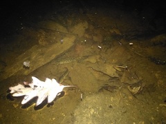 Ichthyosaura alpestris alpestris