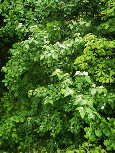Raudonoji sedula